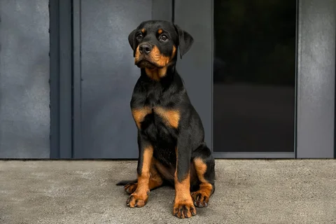 Momo — Lernende Security